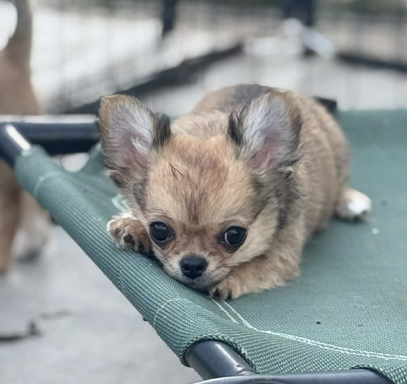 SOLD: Waffles - AKC Boy