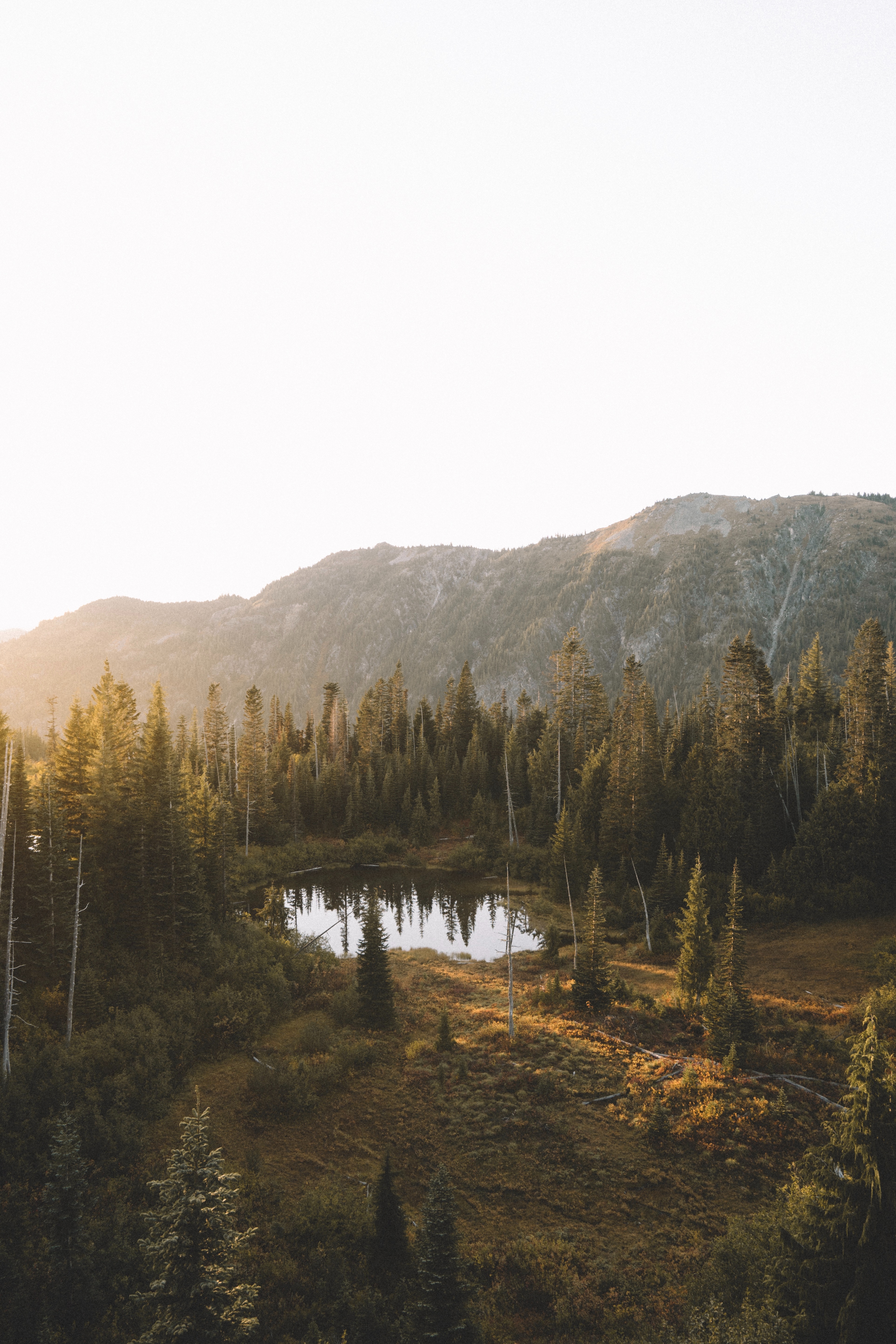 Wild Pond