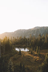 Wild Pond