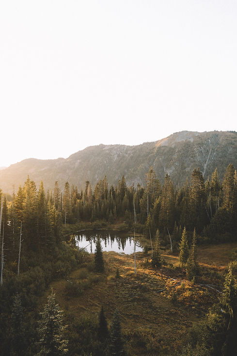 Mountain Forest Landscape