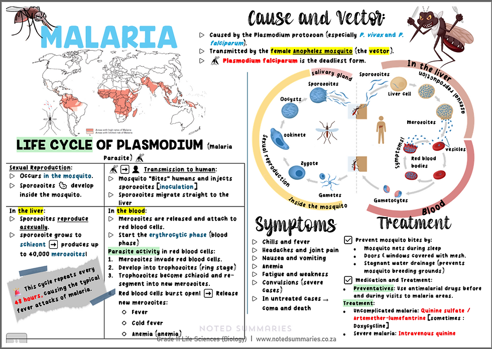Thumbnail: Gr 11 Life Sciences P2 [English]