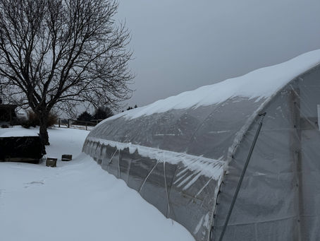 snow covering the hoophouse and landscape