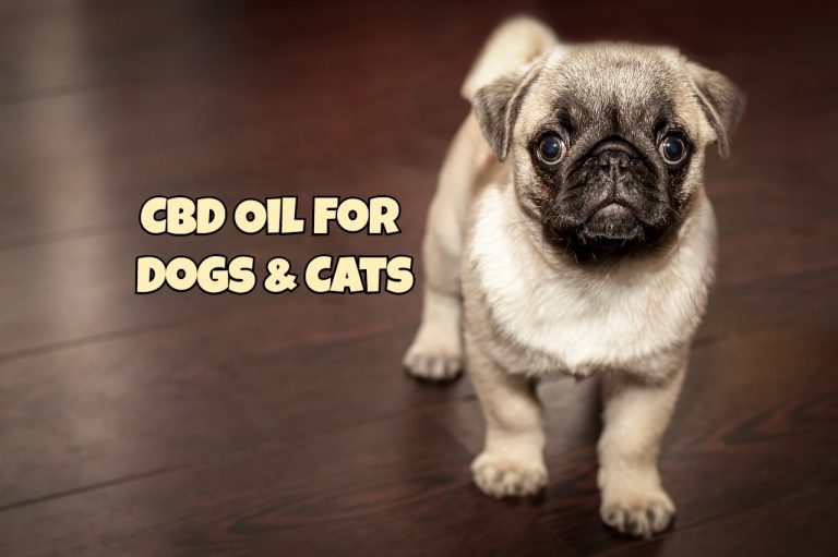 JustCBD CBD oil for Cats