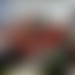 Lunar New Year Celebrations