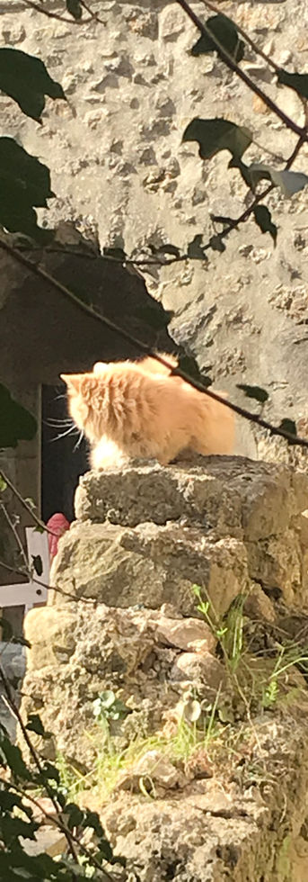 les ruelles ensoleillées du village de Saint Jean de Valeriscle où se prélassent les chats