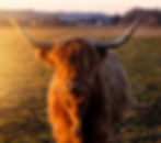 cow with long horns in a meadow in the rays of sunset sun.jpg