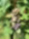UVA.webp