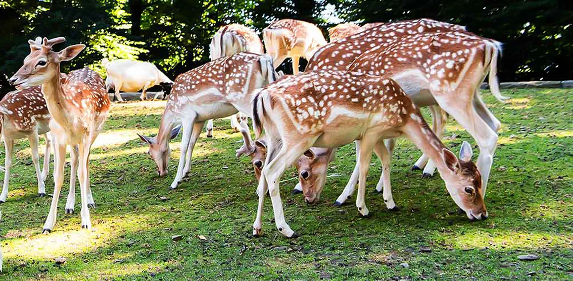 Terre-Borromeo-Parco-Pallavicino-Fattoria.webp