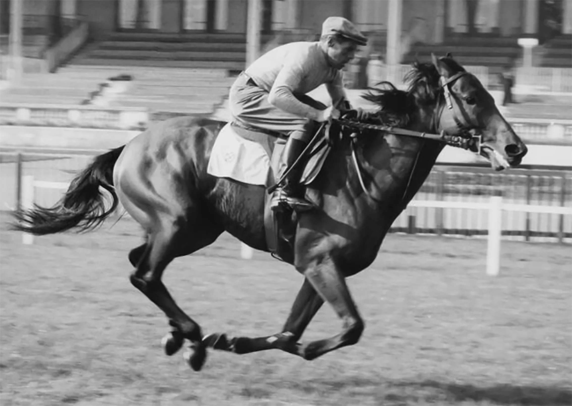 RIBOT 3.webp