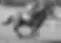 RIBOT 3.webp