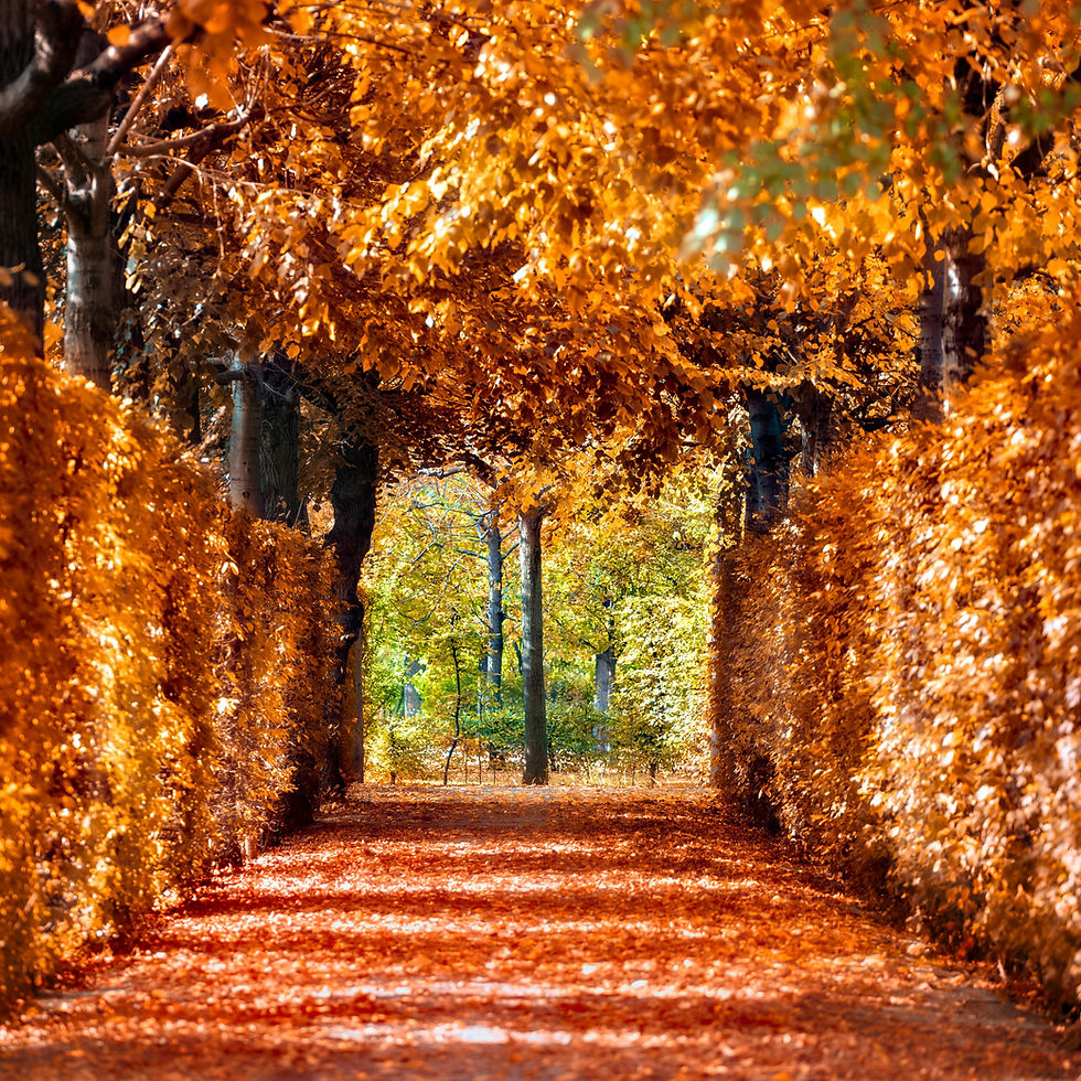 Acupuncture in Ealing, Autumn in TCM
