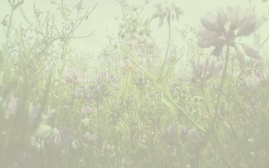 Wild Flowers in Boscogrande filtered_edited.jpg