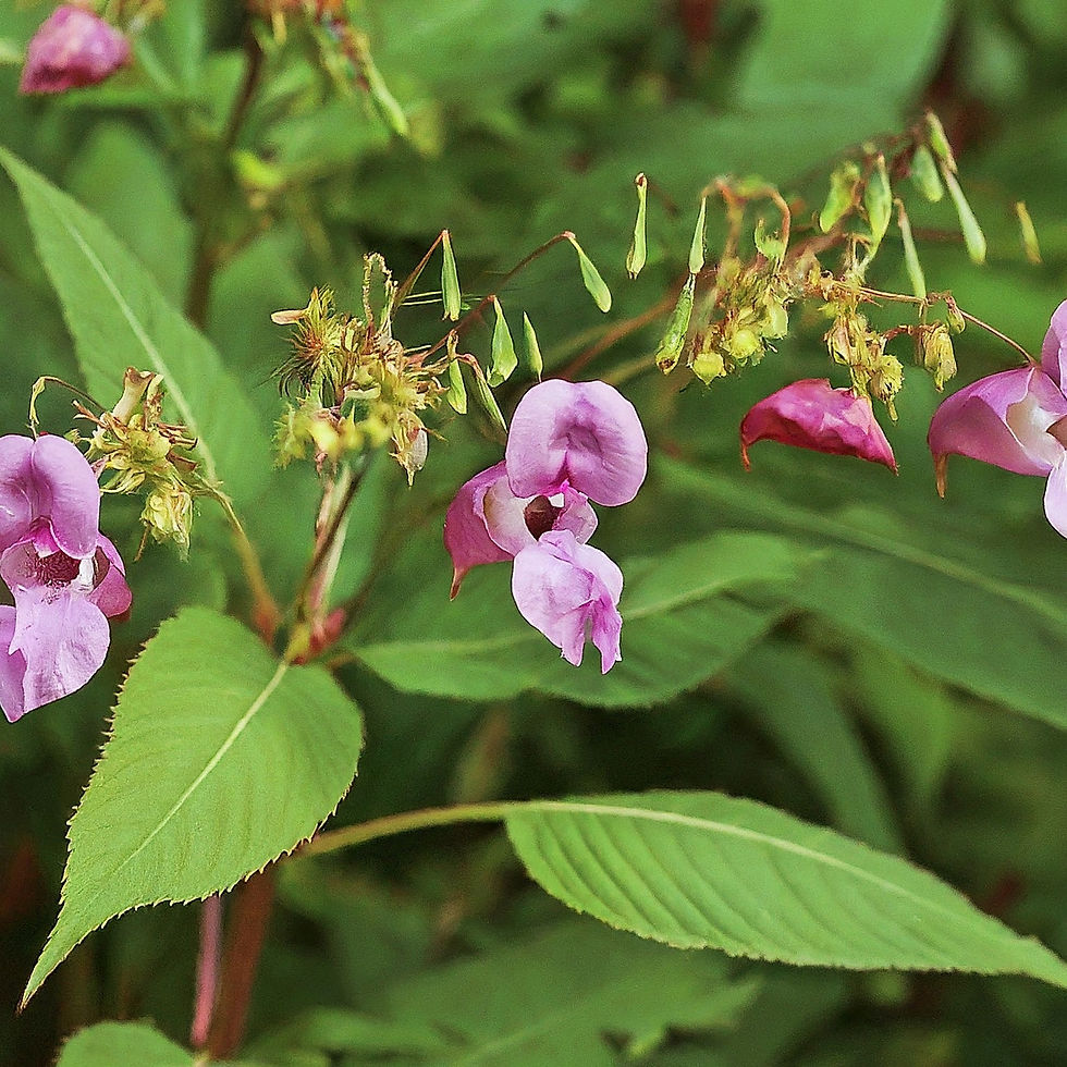 Close-up of pink-purple wildflowersof impatiens and green leaves, with some wilted blooms against a soft green background.