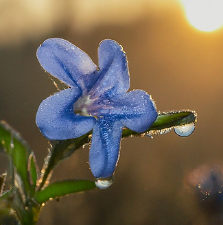 cerato flower with dew morning bach flowers. the mood is warm and calm