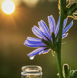 The sun transfers the positive energy of the flower into the dew drop Bach Flower Remedies work this way