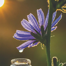 The sun transfers the positive energy of the flower into the dew drop Bach Flower Remedies work this way