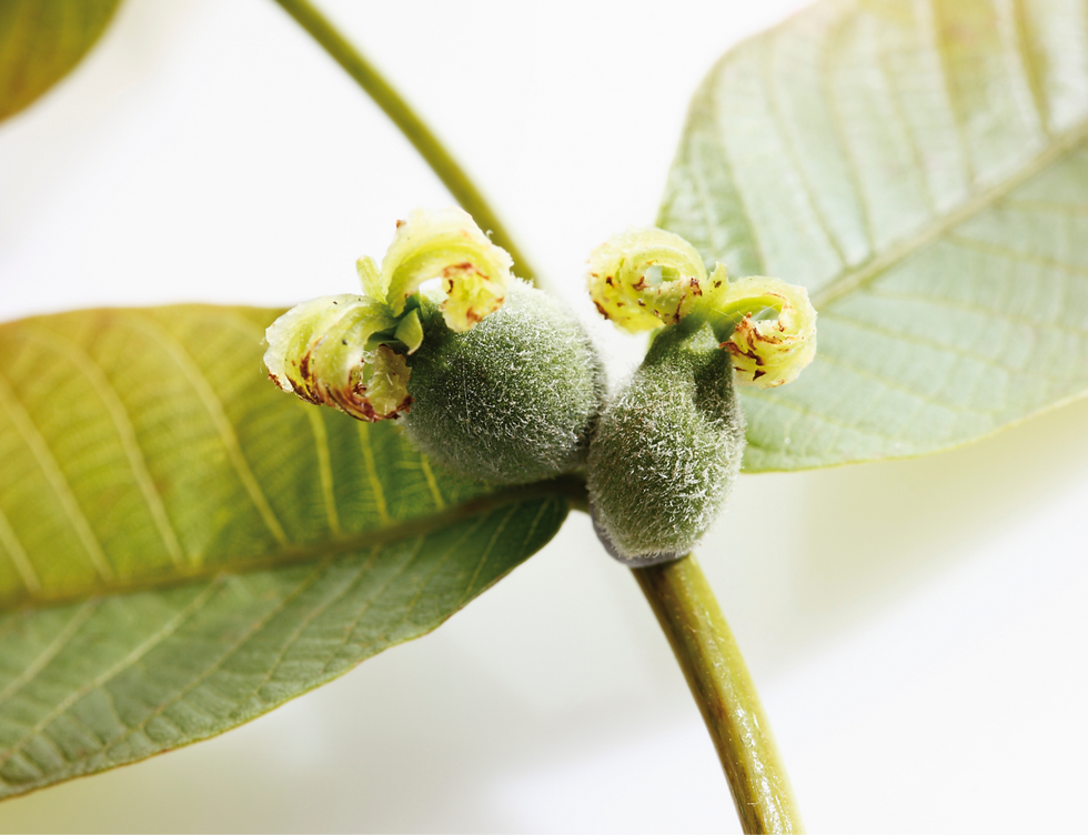 Close-up of fuzzy green walnut female flower buds with pale yellow blossoms on a branch, framed by large green leaves.