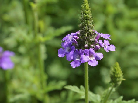 Bach Flower Remedies for Creatives: Vervain - Where Passion Meets Peace