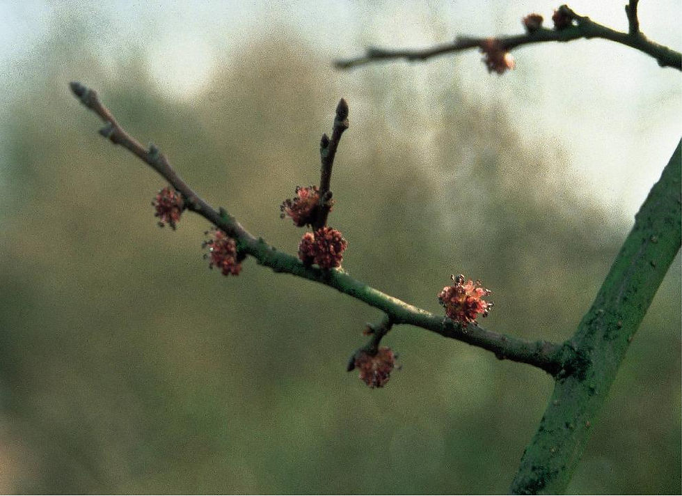 A close-up of an Elm branch with budding pink flowers against a blurred green and beige background, conveying a tranquil, early spring mood.
