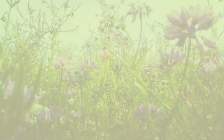 Wild Flowers in Boscogrande filtered.png