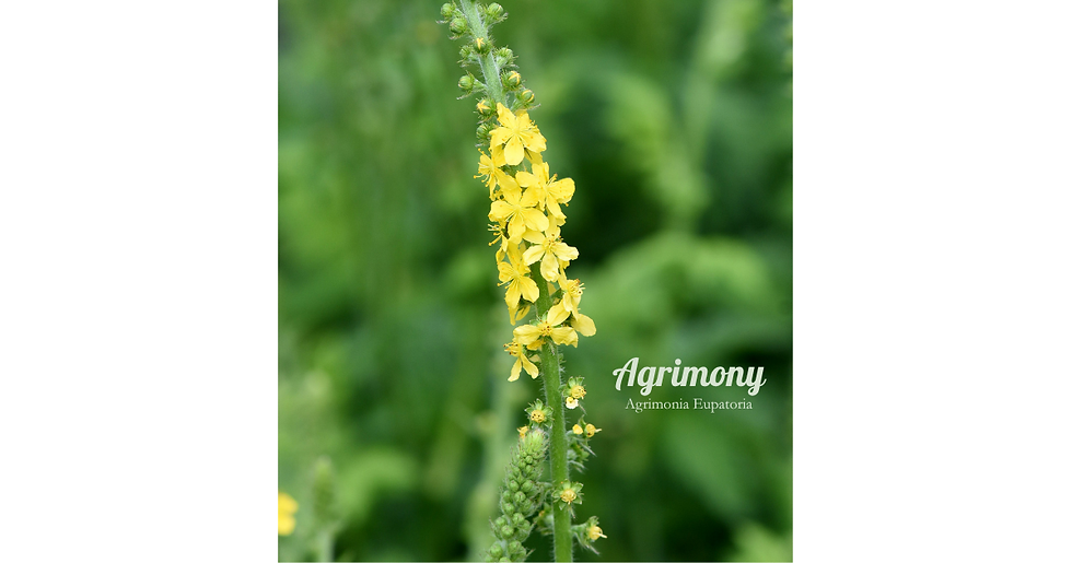 Close-up of yellow agrimony flowers on a green stem against a blurred green background, with text Agrimony and Agrimonia Eupatoria.
