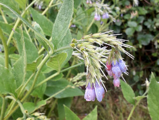 Heavens open and flowers bloom
