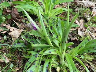 Otters, Chiffchaff and board walks