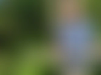 Path and squirrel clearance in Sustead