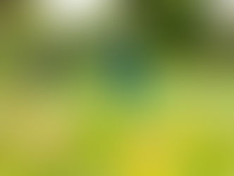 An Outbreak of Wildlife at West Beckham 