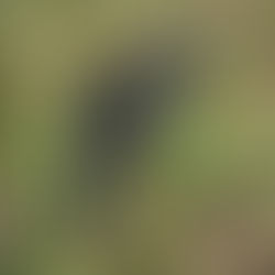 Beheadings at West Beckham Old Allotments