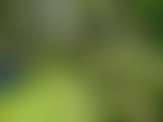 Aylmerton No 2 Surveyor’s Allotment