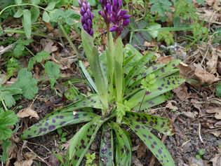 Our very own 'Purple Patch'