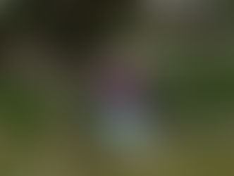 Windy West Beckham Old Allotments