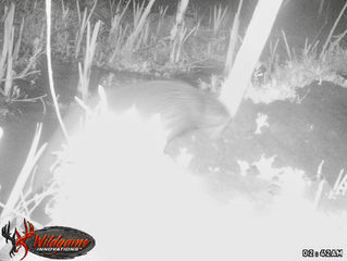 Trailcam comes up trumps