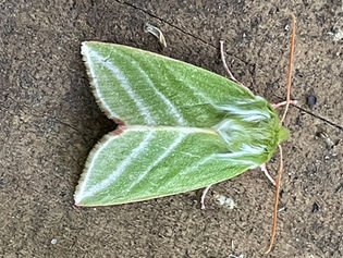Moth Fest at Stow Heath Bioblitz