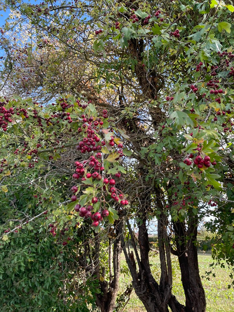 Hawthorn Berries