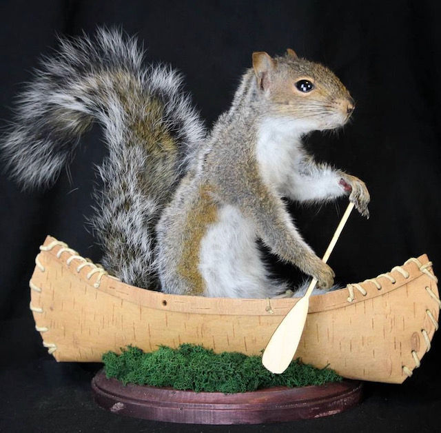 Grey Squirrel in Canoe Taxidermy Class