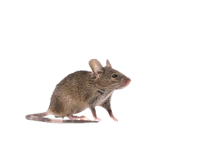 gray-common-house-mouse-isolated-260nw-1
