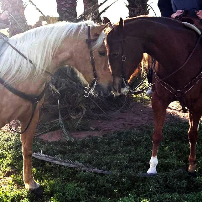 balade-cheval-palmeraie-2.jpeg