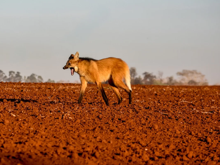 Lobo-guará é flagrado durante cobertura esportiva em Sertãozinho; FotosAnimal foi fotografado no início da manhã deste domingo 28/09 na região de Ribeirão Preto; ‘Um presente de Deus’, disse autor do