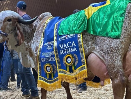 Alinia FIV F. Mutum, vaca do Gir Leiteiro, alcança valorização recorde de R$ 12 milhões
