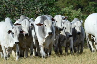 PECUÁRIA Genética bovina: MS recebe semana do programa Embrapa Geneplus Programação reúne workshops, visitas técnicas, mostras genéticas e divulgação dos touros ATJ Nelore 2026.