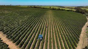 Notícias Safras vê produção recorde de 75,65 mi sacas de café do Brasil em 26/27 Aumento deve ser sustentado pela variedade arábica, para a qual se espera uma produção de 49,95 milhões de sacas, 29% 
