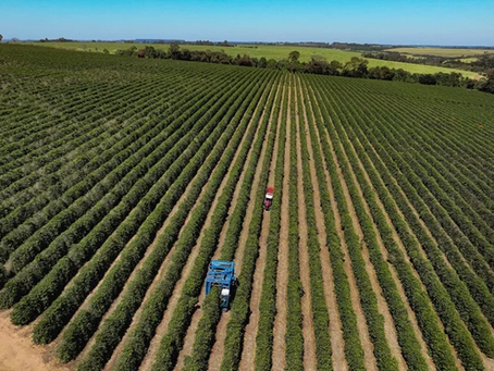 Notícias Safras vê produção recorde de 75,65 mi sacas de café do Brasil em 26/27 Aumento deve ser sustentado pela variedade arábica, para a qual se espera uma produção de 49,95 milhões de sacas, 29% 