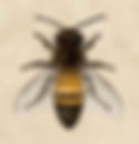 Beekeeping
