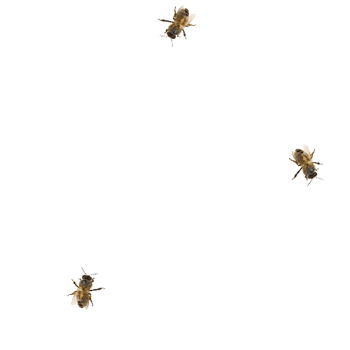 Burts-Bees_editorial.gif
