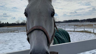 Lipizzans, Chicago, and Hollywood