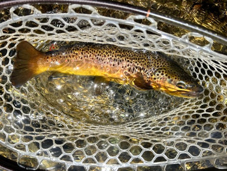 Durango Fly Fishing Report – Animas River & San Juan River (May 12, 2025)
