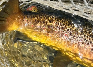 Close-up of a wild brown trout caught on the Pine River in Colorado, showing golden body and dark spotting in natural light.