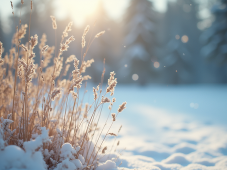 Should You Really Let Your Garden Get Wild in Winter? The Unexpected Benefits of Embracing Nature's Mess